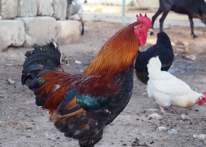 La Carcara Alloggio per agriturismo Otranto