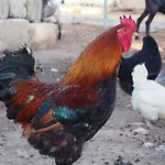 La Carcara 팜스테이 오트란토