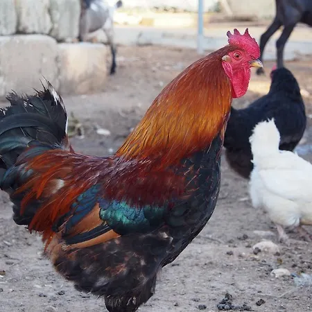 La Carcara Κατάλυμα σε φάρμα Οτράντο